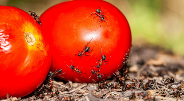 Traitement Anti-Fourmis Traitement Anti-Fourmis