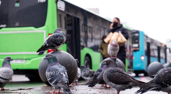 Traitement Anti-Pigeon Traitement Anti-Pigeon