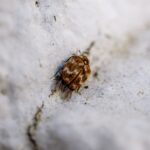 Comment identifier une punaise de lit