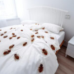 Les signes qui doivent vous alerter sur les punaises de lit
