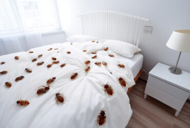 Signes qui doivent alerter pour les punaises de lit